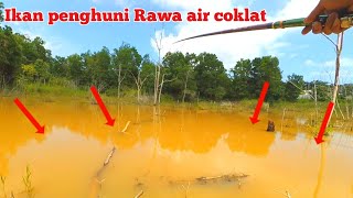 IKAN PENGHUNI RAWA AIR COKLAT