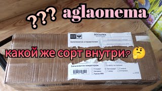 распаковка аглаонемы 10.06.24 #аглаонема #aglaonema #аглаонемы #распаковка #цветыпочтой #plants