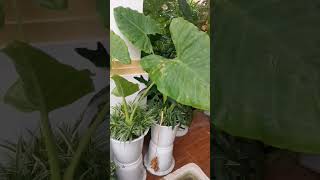 #Breath#plants #shorts video