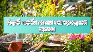 Малораспространенные культуры: КНЯЖЕНИКА, АКТИНИДИЯ!