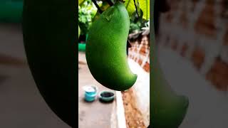 mango #viral #shortvideo #viralvideo #comedy #mango #youtubeshorts