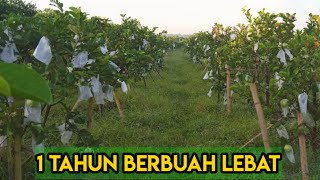 Rahasia Jambu Kristal Berbuah Lebat