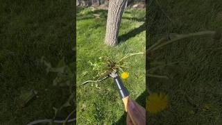 EASIEST way to remove Dandelions. #CRH