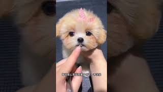 #doggy #homepet #viral 18#shorts #shortvideo #shortsfeed #youtubeshorts #freefirefunny #funny