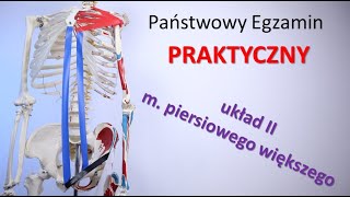 KTM odc.27 - Masaż tensegracyjny - Układ II (PRAKTYCZNY egzamin Technik masażysta)