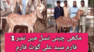 سید علی گوٹ فارم بہاول نگر کی مکھی چینی نسل Makhi Chinese breed of Syed Ali Goat Farm Bahawalnagar