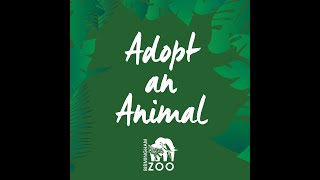 Birmingham Zoo Adopt an Animal : Reticulated Giraffe