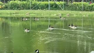 beautiful pond with ducks