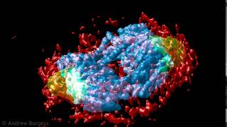 Anaphase in 3D