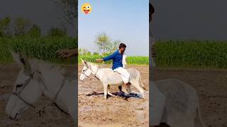 donkey work /funny men#funny