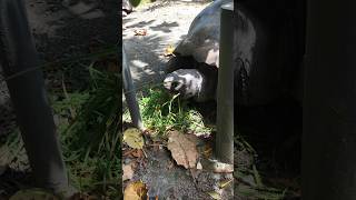 Huge Tortoise eating! #shorts #tortoise #zoo #ytshorts #nz