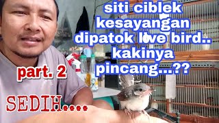 PART. 2. BURUNG KESAYANGAN TAMBAH LENGKET DAN JINAK