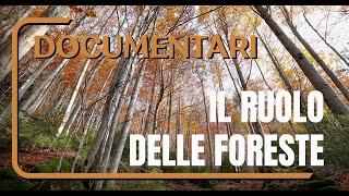 Foreste d'Italia - riedizione 2024