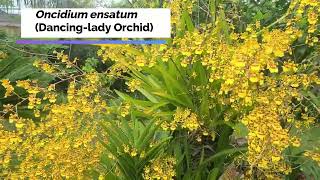 Behold Our Dancing-Lady Orchid (Oncidium)