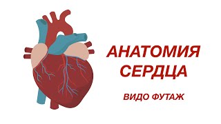 Анатомия сердца человека. The structure and anatomy of the heart