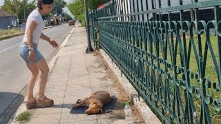 Stray dog passed out, under the hot sun, after she ​​got hit by a car.