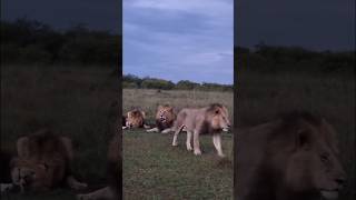 Reunión de hermanos luego de patrulla territorial 🔥 (Six Packs Males). #lion #nature #shorts #short