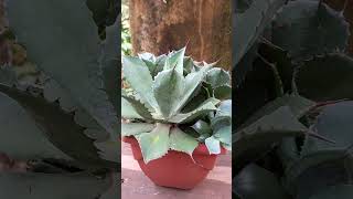 Agave Parri