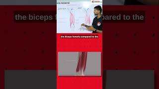 Hamstring strain| Exercise Prescriptor