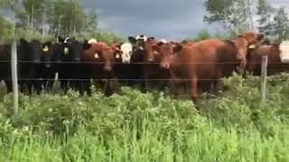 Cattle farm, Rose prairie (B.C)