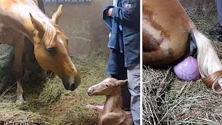 horse giving birth video | it's so hard for a mare to give a birth