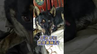 [台灣米克斯]170 驚驚這算進步嗎? 竟然跳上去拿瓦的床... #台灣犬 #台灣米克斯