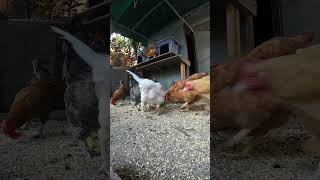 Backyard Chickens Fun 1 #chicken #hen #chickenhouse #backyardchickens #rooster #farmlife #henhouse