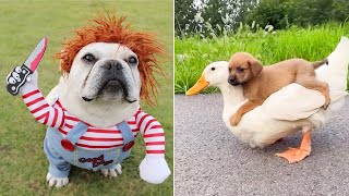 TRY NOT TO LAUGH .amazing Crazy & funny Dogs .. #1