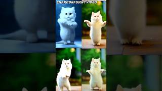 fully white cat dance 😂 patali kamariya mori😂😍 #cat #dancingcat #catvideos #youtubeshorts #funny