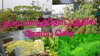 How To Grow Fennel Plant/Harvest/நம்ம மாடித்தோட்டத்தில் சோம்பு செடி /Sombu Plant