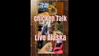 Chicken Talk | Live Alaska Vlogs | We have how many chickens now???