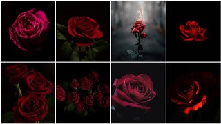 Beautiful Red Rose Photo | Red Rose dp photo | Red Rose wallpaper pics | Rose Images/photos/pictures