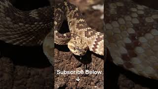 Slow Motion Footage of a Mojave Rattlesnake in Mexico #shorts