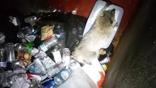 Four raccoons trapped in a dumpster