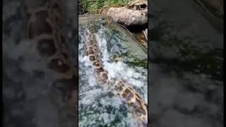 Snake video python and anaconda#trending #viral #youtubeshorts #youtube #newshort #sagar_sahu_0#new