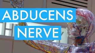 ABDUCENS NERVE (PATHWAY)| Neurology | CRANIAL NERVE VI