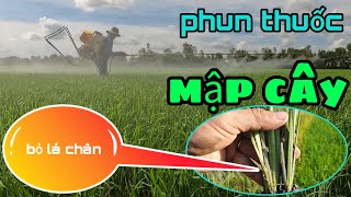 phun thuốc giúp lúa ĐỀU CÂY,MẬP CÂY,BỎ LÁ CHÂN giảm đổ ngã vụ thu đông #84 l Thanhdotv