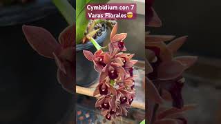 ✅ Cymbidium Dorothy Stockstill🌱🌺🌺🌺#shorts#orchid#beautiful #flowers#spring#collection#viralvideo