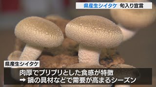 県産生しいたけが旬入り　肉厚で食感はプリプリ　本格的な出荷シーズン迎える