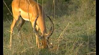 Warthog and Impala eating together