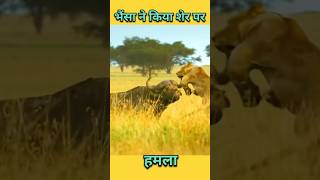 भैंसा ने शेर पर निकला गुस्सा #animals #wildanimals #shortsviral