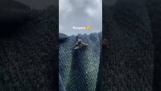 Respect ✊ # fly mating # make a baby # natural life #shortsvideo