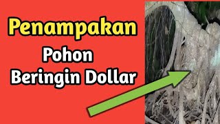 Pohon Beringin Dolar