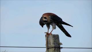 American Kestrel - Falco sparverius. Uruguay Dec 2015