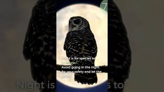 7|Night is for species to be alone🌛🦉🦇 #shorts #enos #10goodprinciples