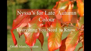 Nyssa's for Late Autumn Colour- Everything You Need to Know.