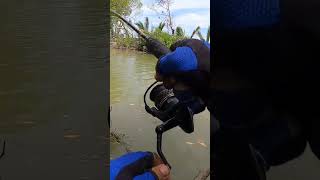 Mancing Jadi Betah Jika Spotnya Kayak Gini #shorts #mancing_kakap_putih