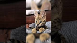 Cute Savannah Cats😻