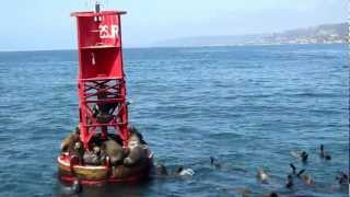 200 sea lions trying to get on a buoy!