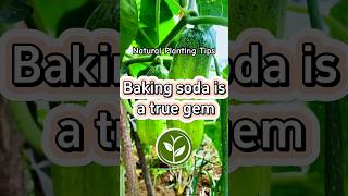 Baking soda is a true gem #garden #shortvideo #plants #youtubeshorts #viralvideo #agricultur